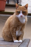 Morris